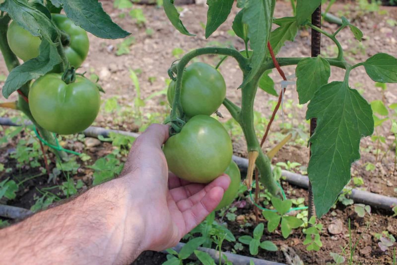 21 deskundige tomatentips voor grotere oogsten en minder problemen 