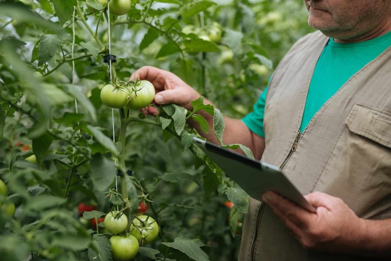 21 deskundige tomatentips voor grotere oogsten en minder problemen 