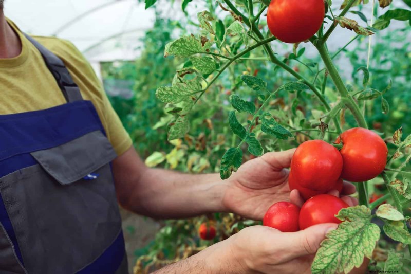 21 deskundige tomatentips voor grotere oogsten en minder problemen 