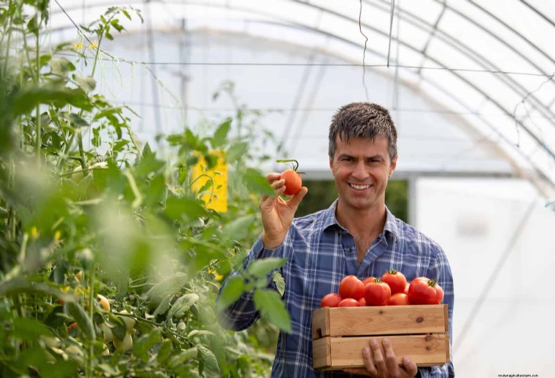 21 deskundige tomatentips voor grotere oogsten en minder problemen 