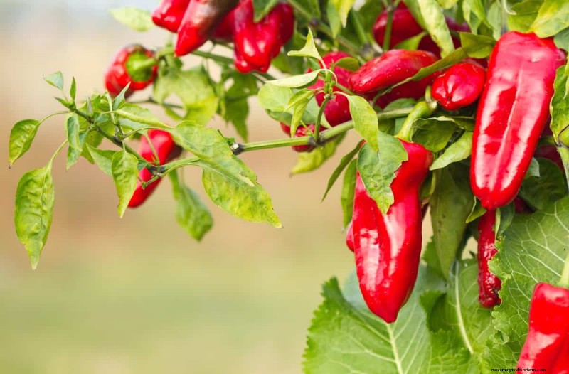 23 hittetolerante paprika s om uw zomertuin en keuken naar een hoger niveau te tillen 