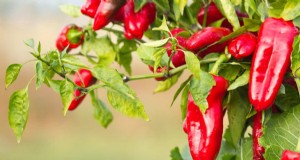 23 poivrons tolérants à la chaleur pour rehausser votre jardin et votre cuisine d été 