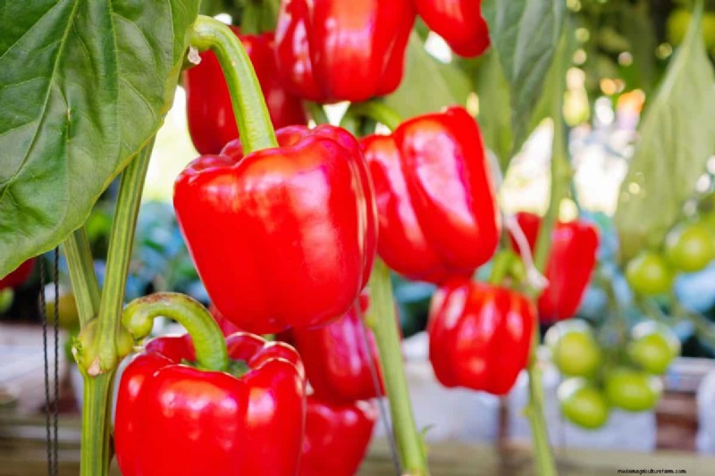 23 hittetolerante paprika s om uw zomertuin en keuken naar een hoger niveau te tillen 