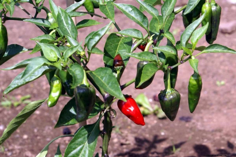 23 hittetolerante paprika s om uw zomertuin en keuken naar een hoger niveau te tillen 