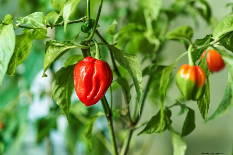 23 hittetolerante paprika s om uw zomertuin en keuken naar een hoger niveau te tillen 