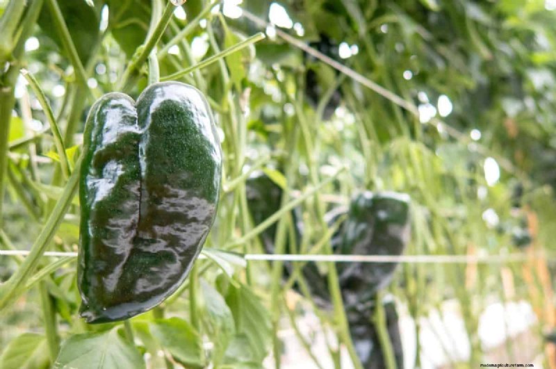 23 hittetolerante paprika s om uw zomertuin en keuken naar een hoger niveau te tillen 