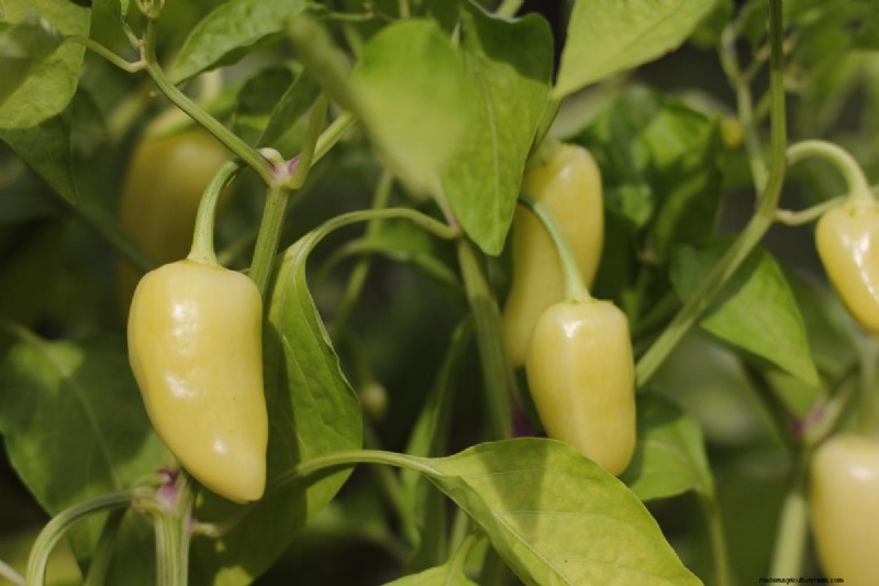 23 hittetolerante paprika s om uw zomertuin en keuken naar een hoger niveau te tillen 