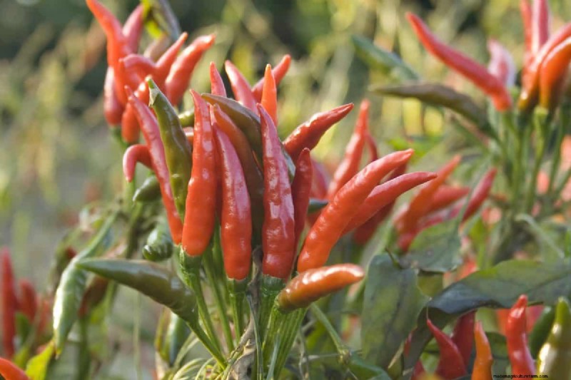 23 hittetolerante paprika s om uw zomertuin en keuken naar een hoger niveau te tillen 