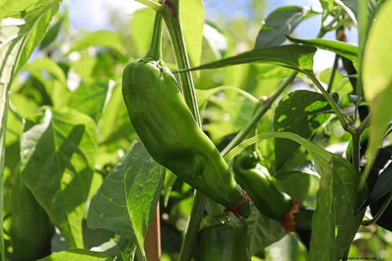 23 hittetolerante paprika s om uw zomertuin en keuken naar een hoger niveau te tillen 