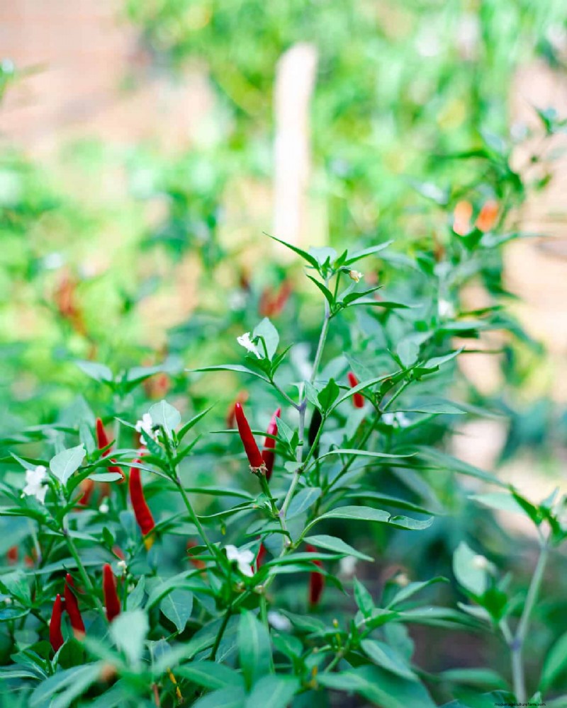 23 hittetolerante paprika s om uw zomertuin en keuken naar een hoger niveau te tillen 