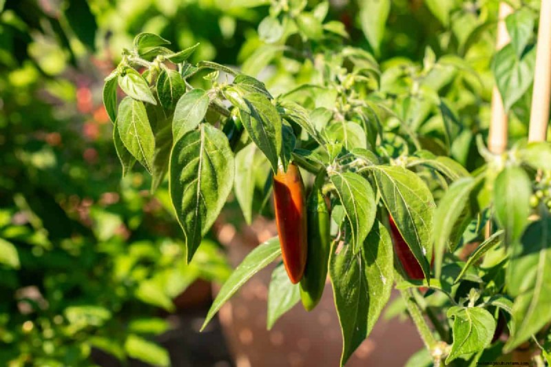 23 hittetolerante paprika s om uw zomertuin en keuken naar een hoger niveau te tillen 