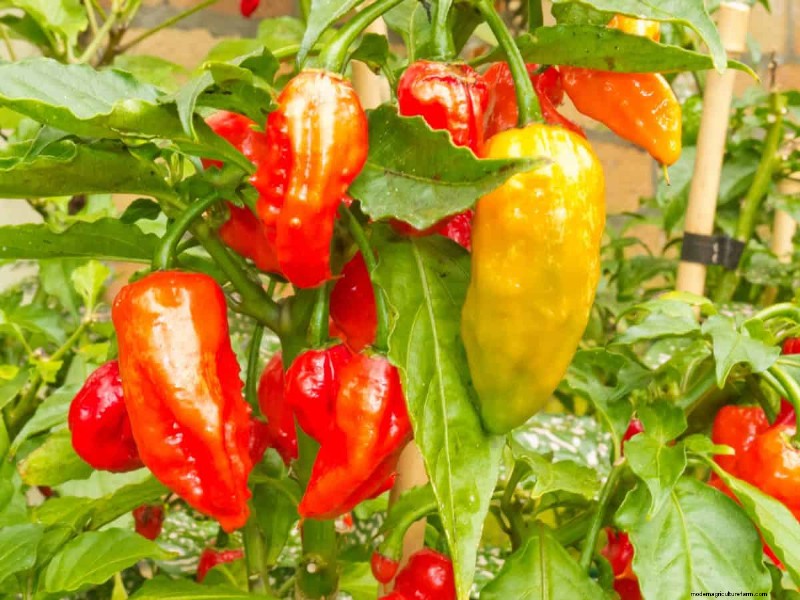 23 hittetolerante paprika s om uw zomertuin en keuken naar een hoger niveau te tillen 