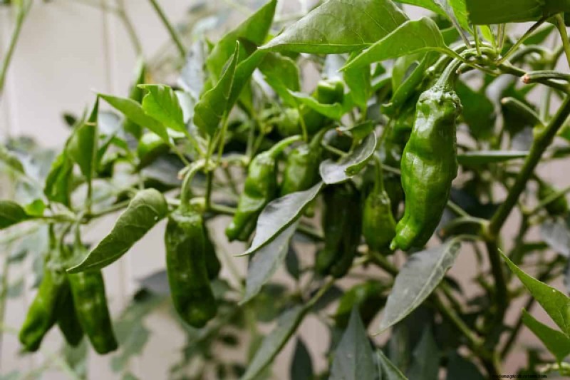23 hittetolerante paprika s om uw zomertuin en keuken naar een hoger niveau te tillen 