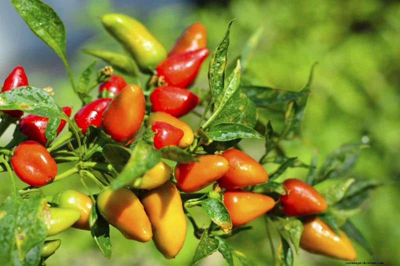 23 hittetolerante paprika s om uw zomertuin en keuken naar een hoger niveau te tillen 