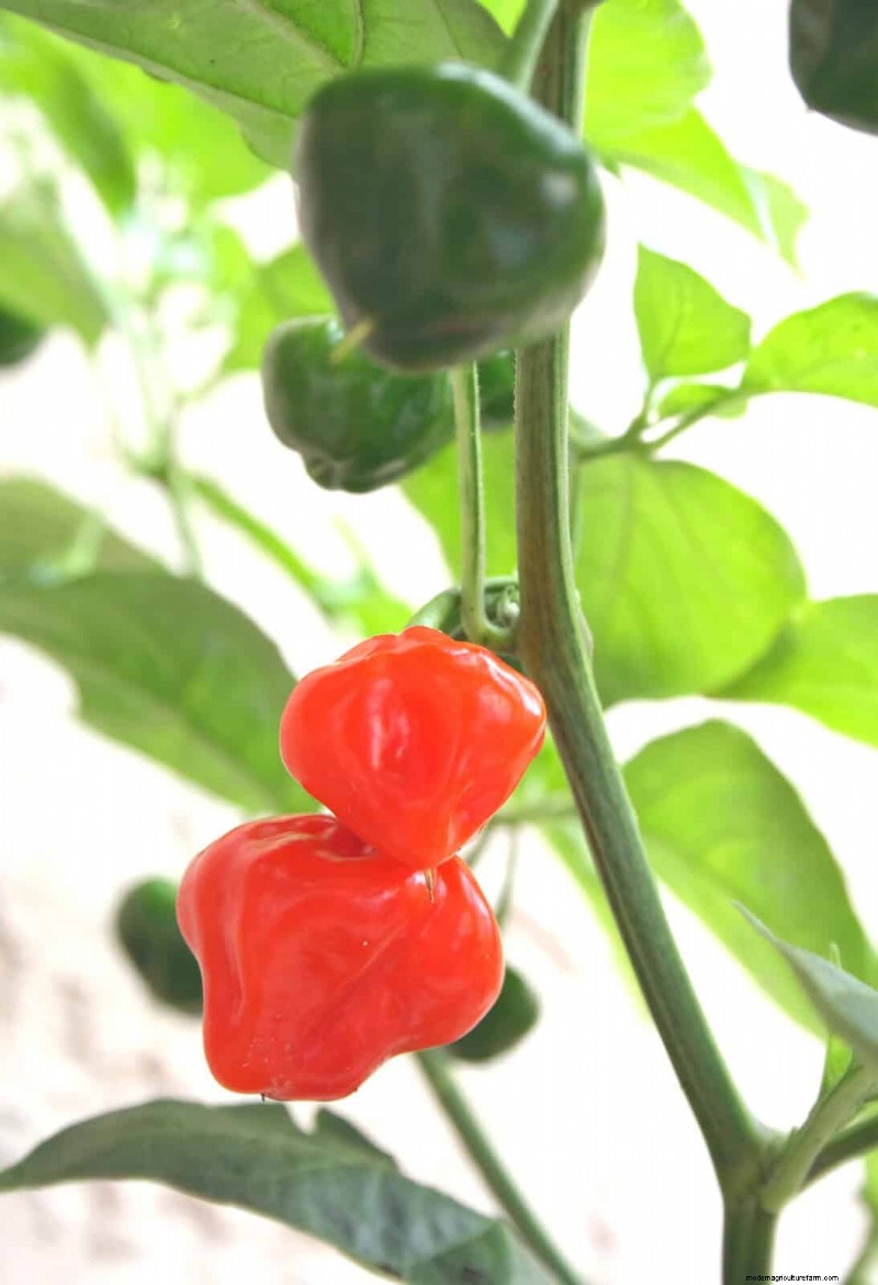 23 hittetolerante paprika s om uw zomertuin en keuken naar een hoger niveau te tillen 
