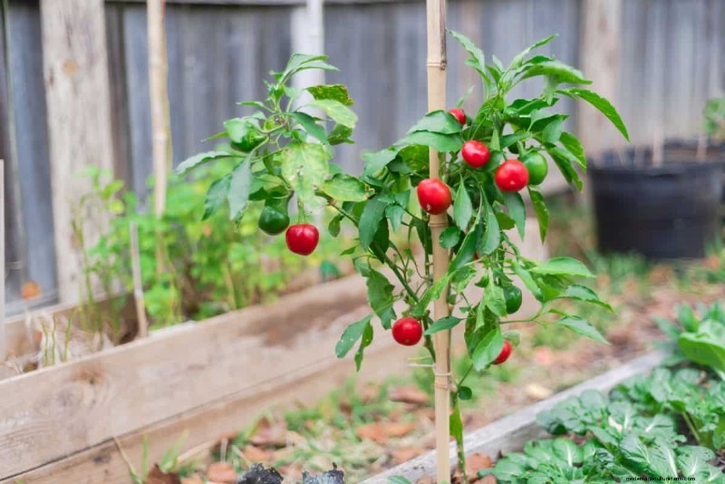 23 hittetolerante paprika s om uw zomertuin en keuken naar een hoger niveau te tillen 