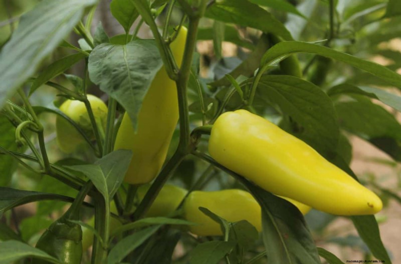 23 hittetolerante paprika s om uw zomertuin en keuken naar een hoger niveau te tillen 