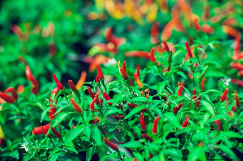 23 hittetolerante paprika s om uw zomertuin en keuken naar een hoger niveau te tillen 