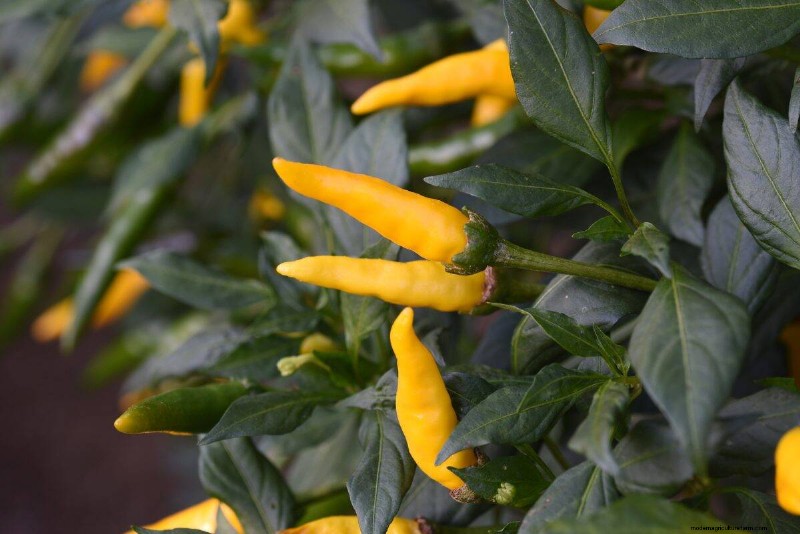 23 hittetolerante paprika s om uw zomertuin en keuken naar een hoger niveau te tillen 