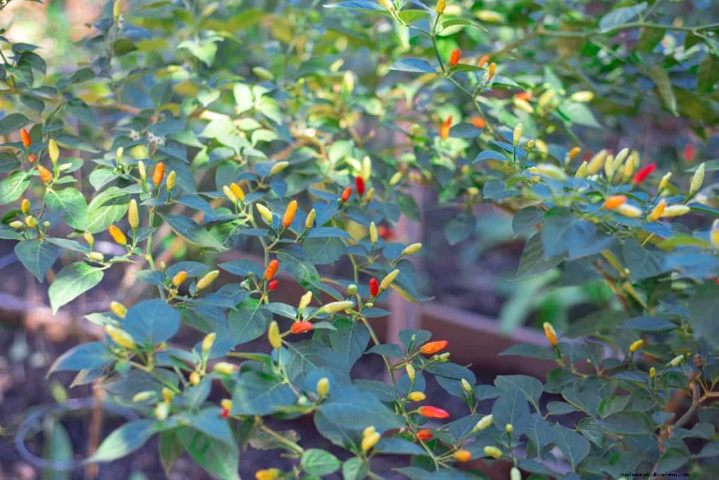 23 hittetolerante paprika s om uw zomertuin en keuken naar een hoger niveau te tillen 