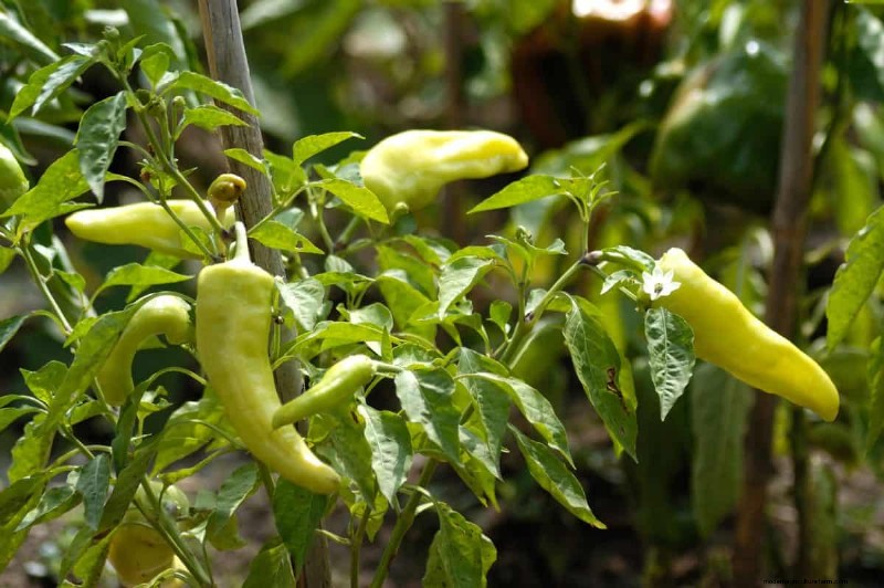 23 hittetolerante paprika s om uw zomertuin en keuken naar een hoger niveau te tillen 