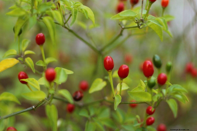 23 hittetolerante paprika s om uw zomertuin en keuken naar een hoger niveau te tillen 