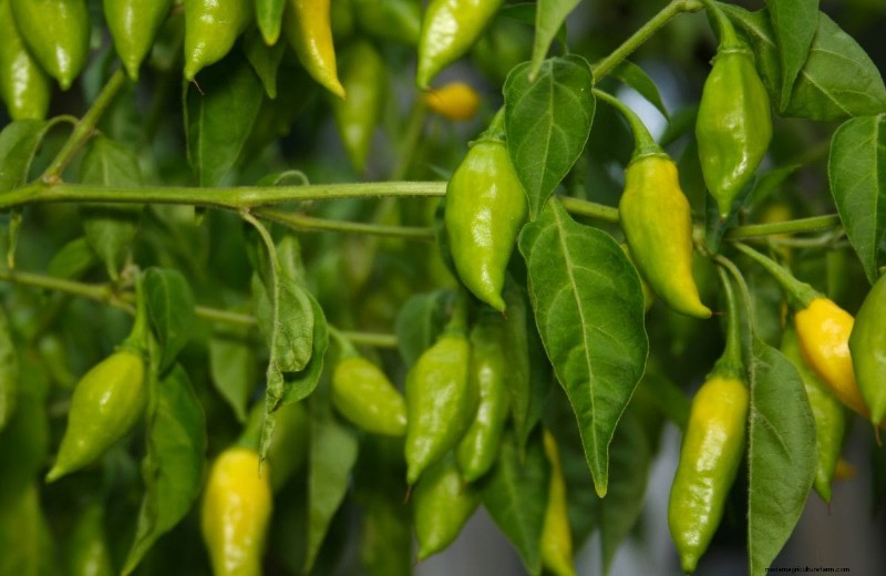 23 hittetolerante paprika s om uw zomertuin en keuken naar een hoger niveau te tillen 