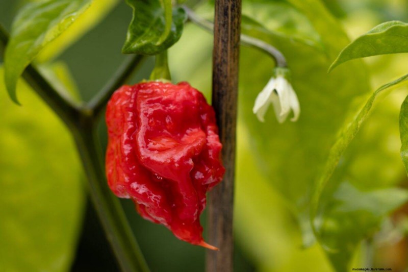 23 hittetolerante paprika s om uw zomertuin en keuken naar een hoger niveau te tillen 