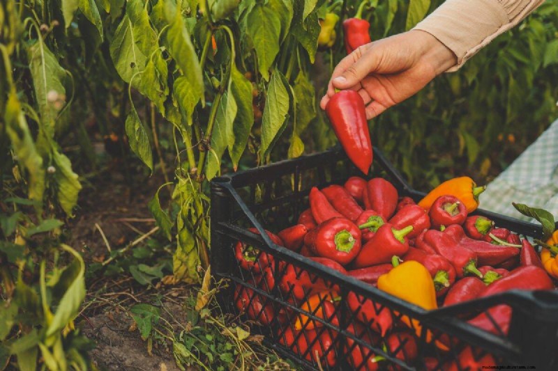 23 hittetolerante paprika s om uw zomertuin en keuken naar een hoger niveau te tillen 