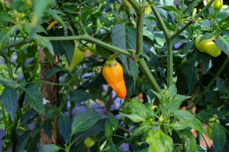 23 hittetolerante paprika s om uw zomertuin en keuken naar een hoger niveau te tillen 
