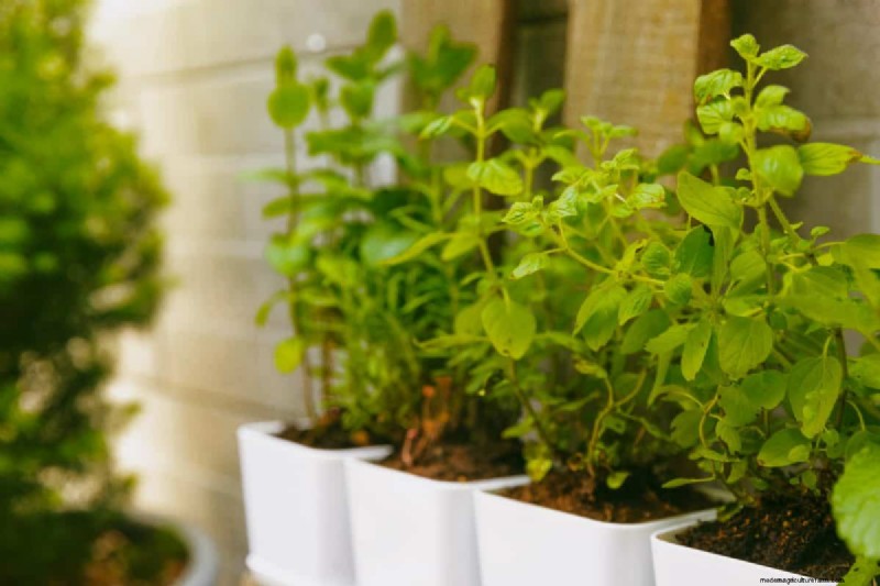 23 consigli degli esperti per trasformare il tuo giardino in un rifugio di benessere 