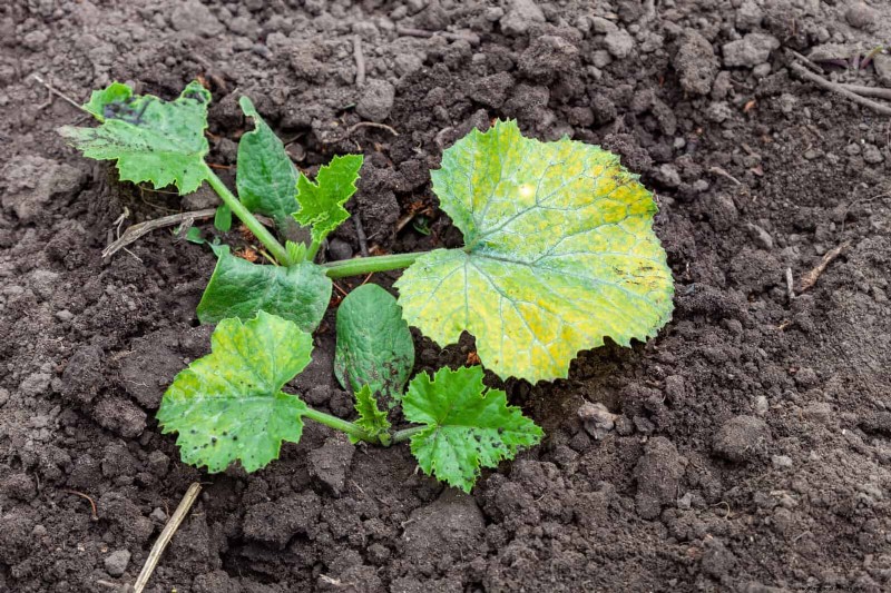 Les dangers cachés de la négligence du rafraîchissement des sols :pourquoi un renouvellement régulier des sols est essentiel 