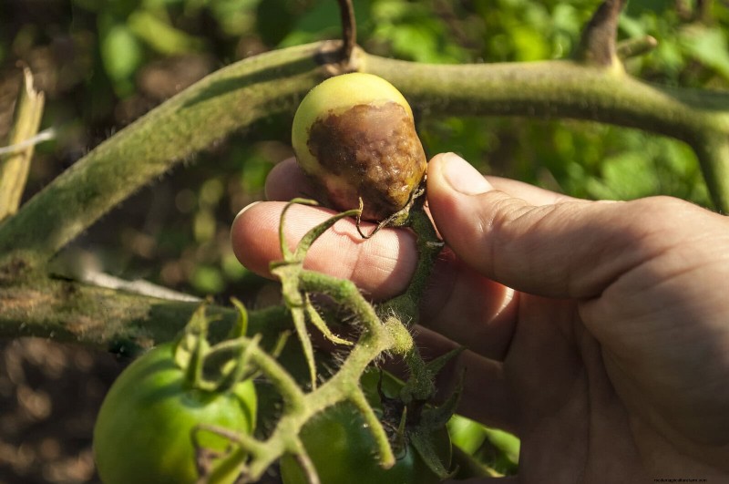 Les dangers cachés de la négligence du rafraîchissement des sols :pourquoi un renouvellement régulier des sols est essentiel 