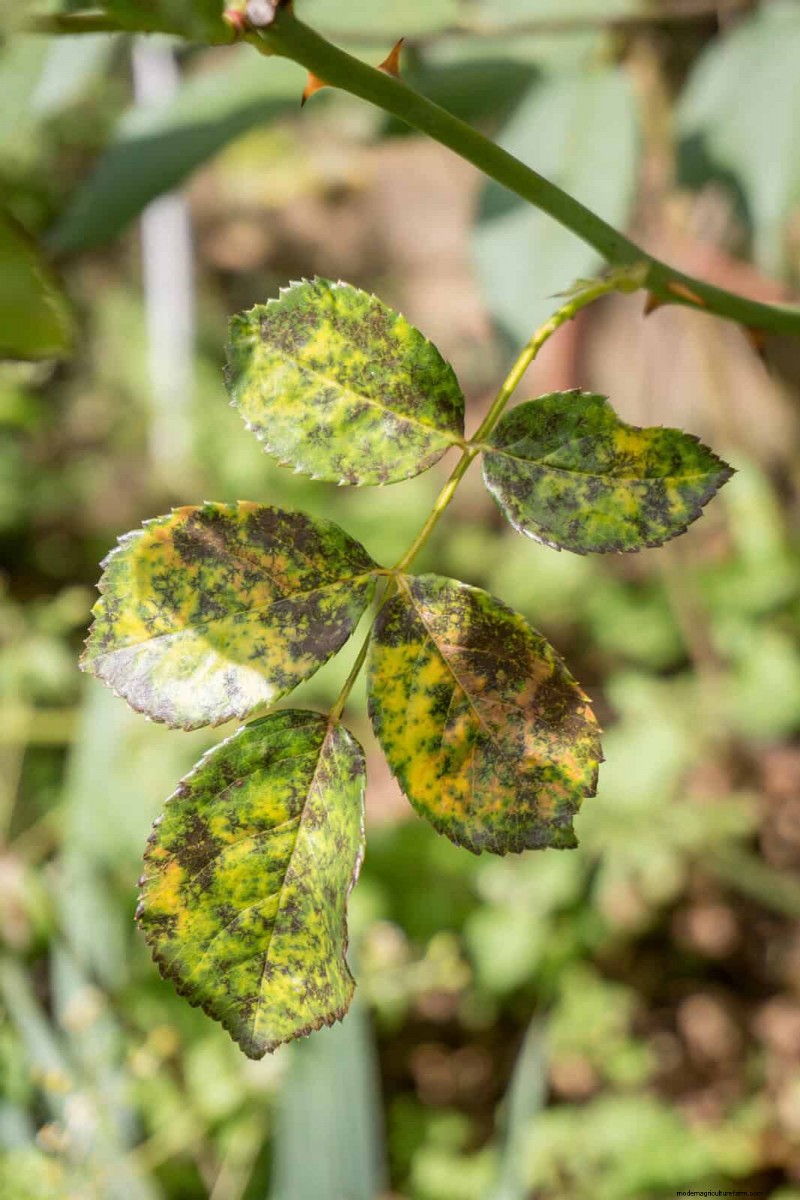 Les dangers cachés de la négligence du rafraîchissement des sols :pourquoi un renouvellement régulier des sols est essentiel 