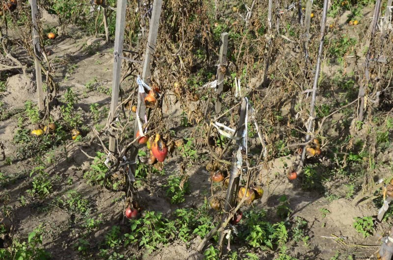 Les dangers cachés de la négligence du rafraîchissement des sols :pourquoi un renouvellement régulier des sols est essentiel 