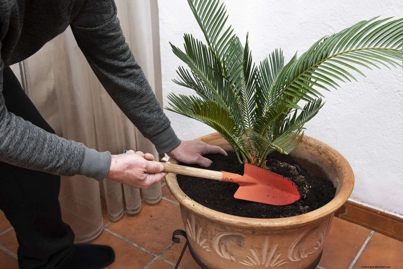 27 transformations de jardin expertes qui revitalisent instantanément votre cour 