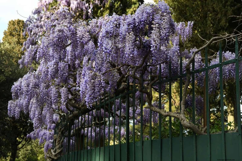 27 transformations de jardin expertes qui revitalisent instantanément votre cour 