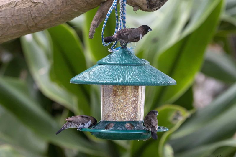 27 transformations de jardin expertes qui revitalisent instantanément votre cour 