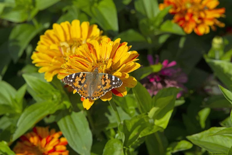 27 transformations de jardin expertes qui revitalisent instantanément votre cour 