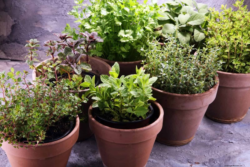27 transformations de jardin expertes qui revitalisent instantanément votre cour 