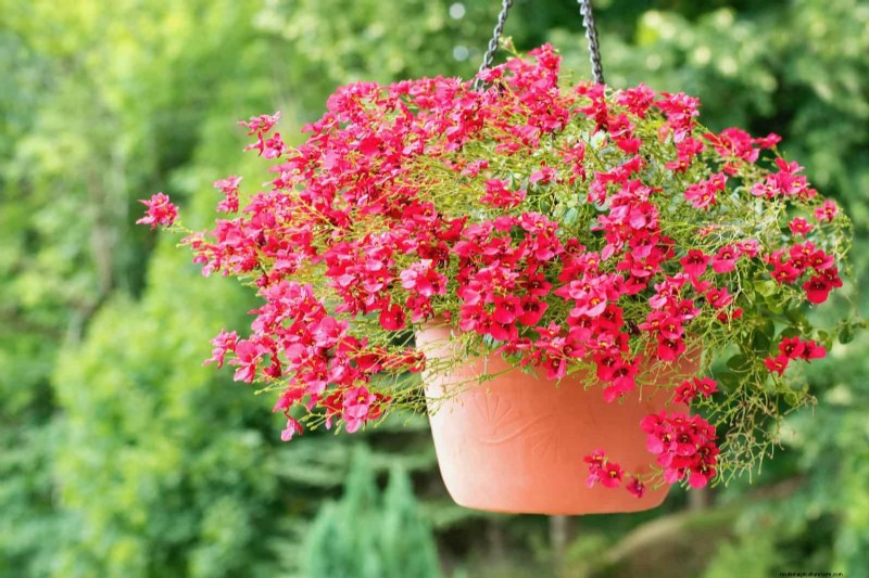 27 transformations de jardin expertes qui revitalisent instantanément votre cour 