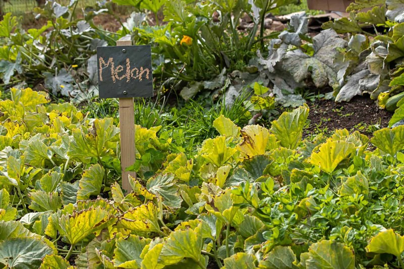 27 transformations de jardin expertes qui revitalisent instantanément votre cour 