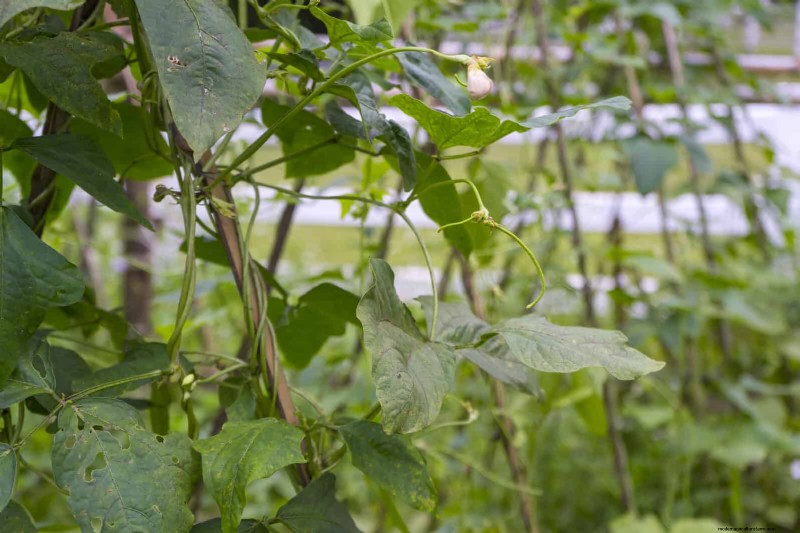 27 transformations de jardin expertes qui revitalisent instantanément votre cour 