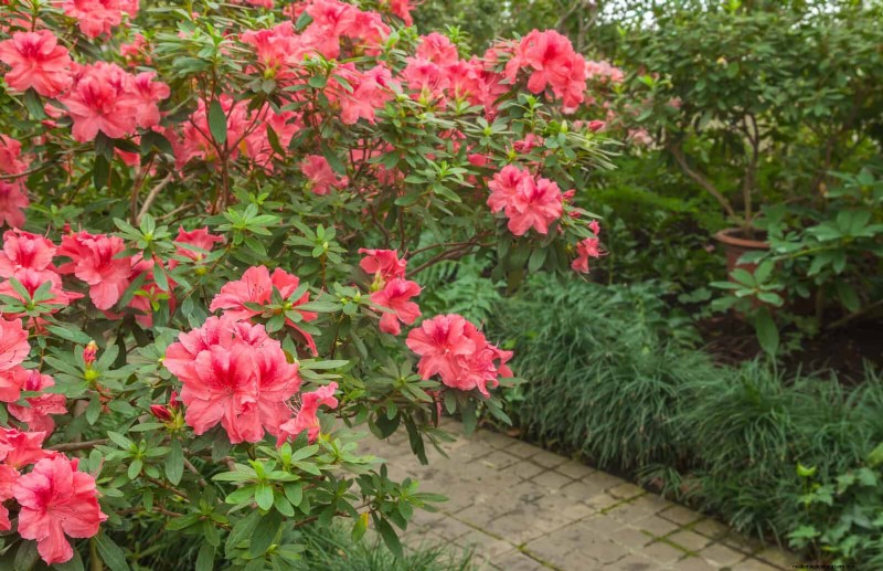 27 transformations de jardin expertes qui revitalisent instantanément votre cour 