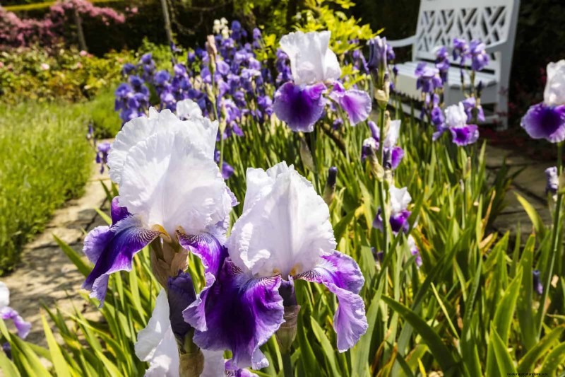 21 stratégies végétales éprouvées pour résoudre les défis courants de votre jardin