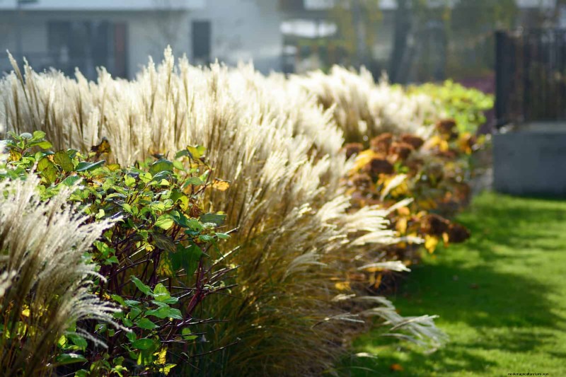 21 stratégies végétales éprouvées pour résoudre les défis courants de votre jardin