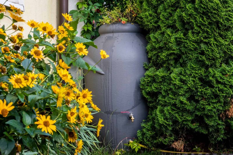 21 stratégies végétales éprouvées pour résoudre les défis courants de votre jardin
