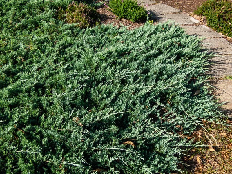21 stratégies végétales éprouvées pour résoudre les défis courants de votre jardin