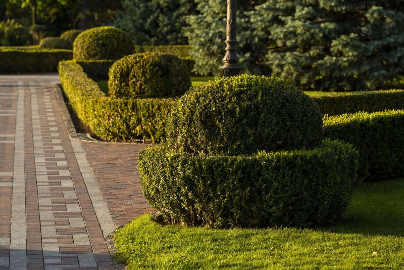 21 stratégies végétales éprouvées pour résoudre les défis courants de votre jardin