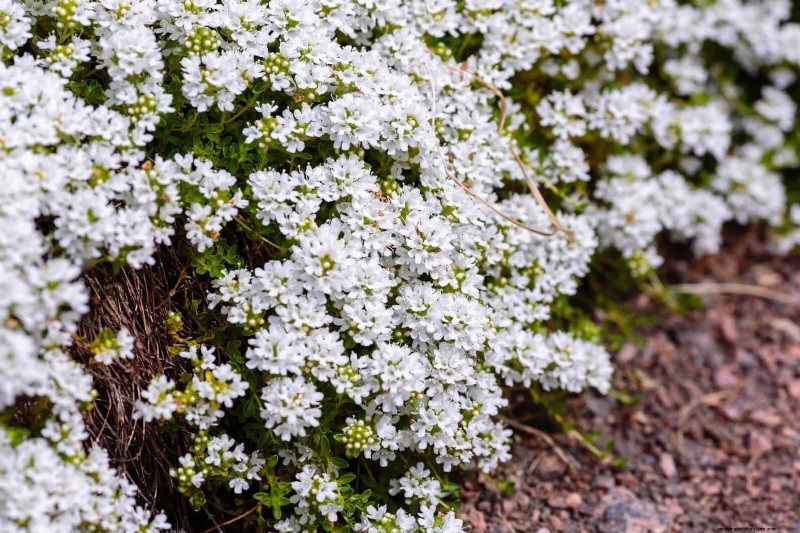 21 stratégies végétales éprouvées pour résoudre les défis courants de votre jardin